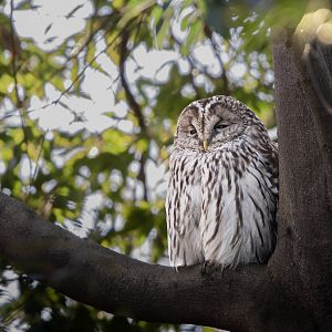 Wild Ural Owl at the "Japanese Garden" next to the Squirrel Cages