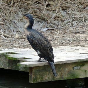 White-breasted cormorant (Phalacrocorax lucidus)