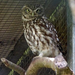 Little owl (Athene noctua)