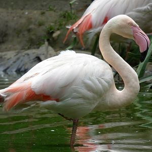 Greater flamingo (Phoenicopterus roseus)