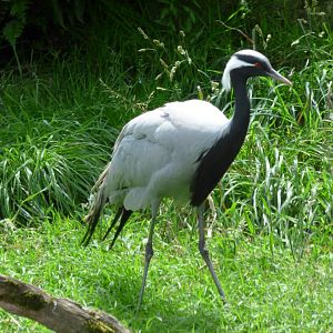 Demoiselle crane (Grus virgo)