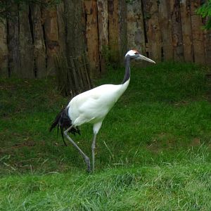 Red-crowned crane (Grus japonensis)