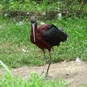 Glossy ibis (Plegadis falcinellus)