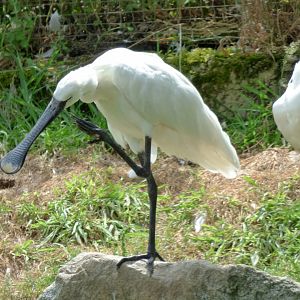 Eurasian spoonbill (Platalea leucorodia)