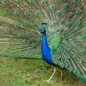 Indian peafowl (Pavo cristatus)