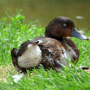 Baer's pochard (Aythya baeri)