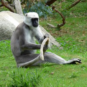 Northern plains gray langur (Semnopithecus entellus)