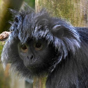 East Javan langur (Trachypithecus auratus)