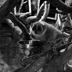 Pygmy slow loris (Xanthonycticebus pygmaeus)