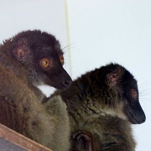 Common brown lemur (Eulemur fulvus)