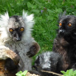Black lemur (Eulemur macaco)