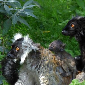 Black lemur (Eulemur macaco)