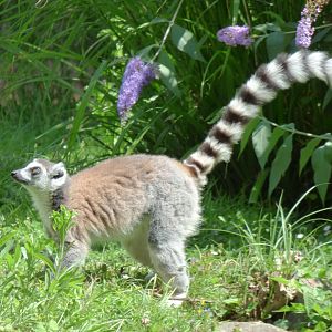 Ring-tailed lemur (Lemur catta)