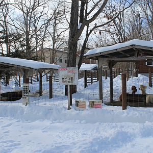 Alpacas, Kushiro Zoo