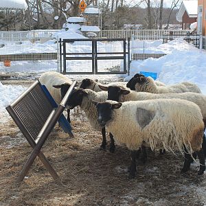 Sheep, Kushiro Zoo