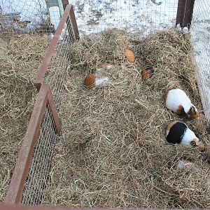 Guinea Pigs, Kushiro Zoo
