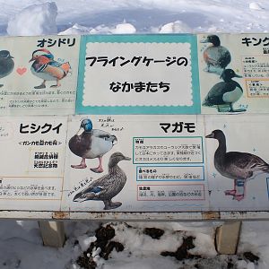 Signage for the Flying Cage, Kushiro Zoo