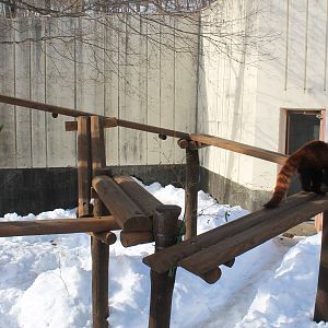 Red Panda, Kushiro Zoo