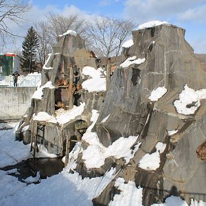 Japanese Macaques, Kushiro Zoo