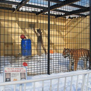 Siberian Tiger cage, Kushiro Zoo