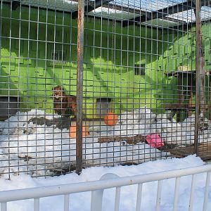 African Lion cage, Kushiro Zoo
