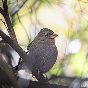 Grey Bunting ~ Kasai Rinkai Park