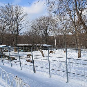 Reindeer, Kushiro Zoo
