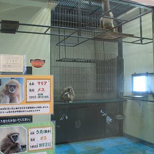 Lar Gibbon indoor quarters, Kushiro Zoo