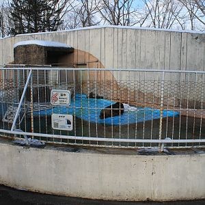 South American Sealion enclosure, Kushiro Zoo