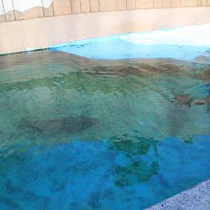 Kuril Seal (Phoca vitulina stejnegeri), Kushiro Zoo