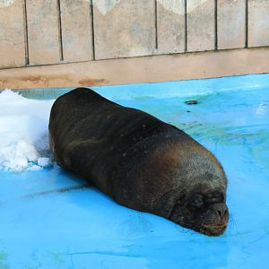 South American Sealion (Otaria byronia), Kushiro Zoo