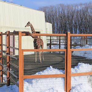 Giraffe, Kushiro Zoo