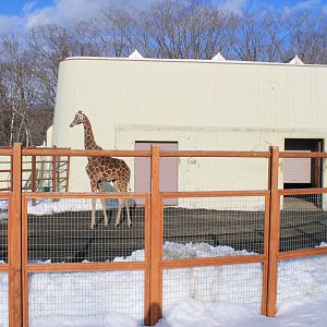 Giraffe, Kushiro Zoo