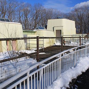 Giraffes and Zebra, Kushiro Zoo