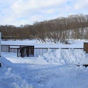Swan Pond, Kushiro Zoo