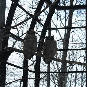 Blakiston's Fish Owls, Kushiro Zoo