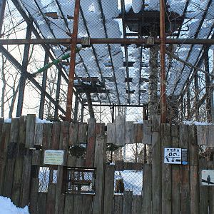 Hodgson's Hawk-Eagle aviary, Kushiro Zoo