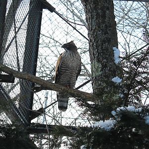 Hodgson's Hawk-Eagle aviary, Kushiro Zoo