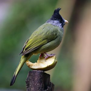 Crested Finchbill (Spizixos canifrons)