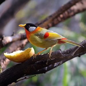 Silver-eared Mesia (Leiothrix argentauris)