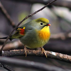 Red-billed Leiothrix