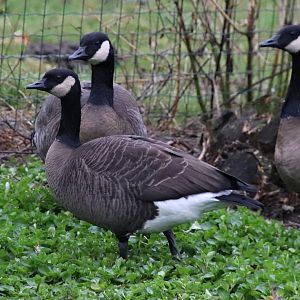 Vancouver Canada goose (Branta canadensis fulva)