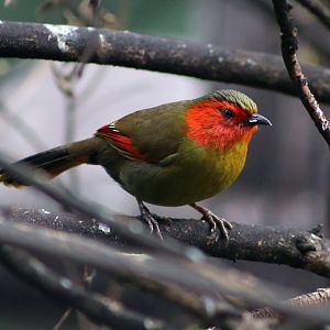 Scarlet-faced Liocichla
