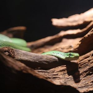 Green Trinket Snake (Gonyosoma prasinum)