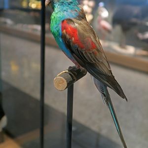 Paradise parrot (Psephotellus pulcherrimus) - Darmstadt Landesmuseum