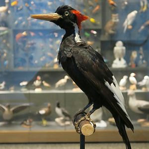 Ivory-billed woodpecker (Campephilus principalis) - Darmstadt Landesmuseum