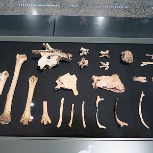 Rodrigues solitaire (Pezophaps solitaria) - Darmstadt Landesmuseum