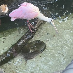 Roseate Spoonbill
