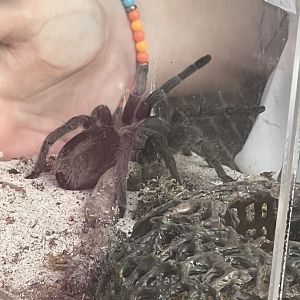 Brazilian Black Tarantula