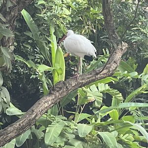 American White Ibis